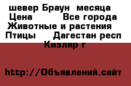 шевер Браун 2месяца › Цена ­ 200 - Все города Животные и растения » Птицы   . Дагестан респ.,Кизляр г.